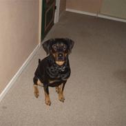 Rottweiler Maggi