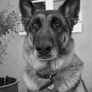 Schæferhund Sisse R.I.P <3