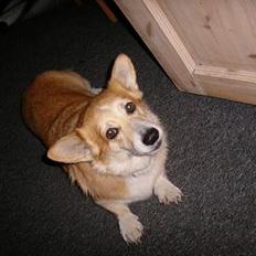 Welsh corgi pembroke SABO #R.I.P ;(