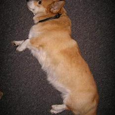 Welsh corgi pembroke SABO #R.I.P ;(