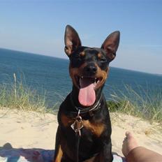Dvaergpinscher  * (¯`'Raul Morris'´¯) *