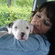 Amerikansk bulldog Frida (Kettner's De Luxe