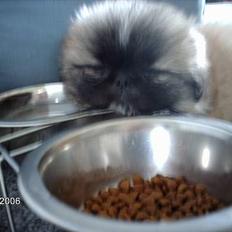 Pekingeser BOBBY