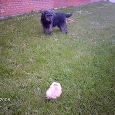 Pekingeser BOBBY