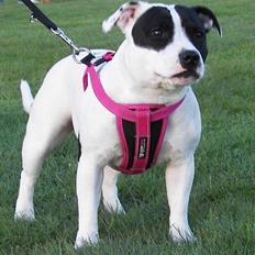 Staffordshire bull terrier Himmelhunden DKCH  Lilo