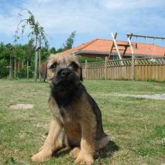 Border terrier Ronja