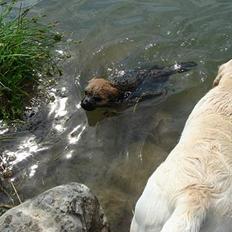 Border terrier Ronja
