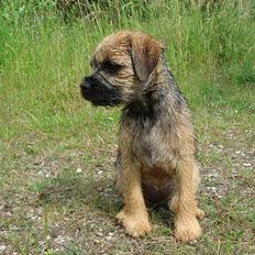 Border terrier Ronja