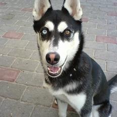 Siberian husky Buffy