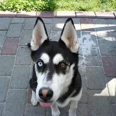 Siberian husky Buffy