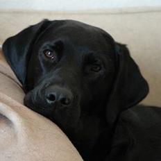 Labrador retriever Sniper