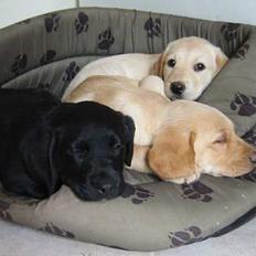 Labrador retriever Sniper