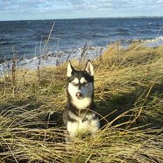 Siberian husky Buffy