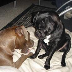 Amerikansk staffordshire terrier Zindi