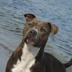 Amerikansk staffordshire terrier Zindi
