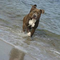 Amerikansk staffordshire terrier Zindi