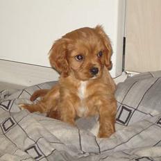 Cavalier king charles spaniel Charlie