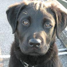 Blanding af racer ollie desværre væk fra os