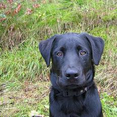 Blanding af racer ollie desværre væk fra os