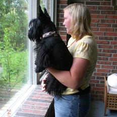 Skotsk terrier Kaily 