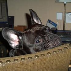 Fransk bulldog Loulou