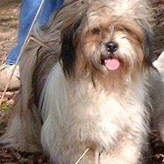 Lhasa apso kascha