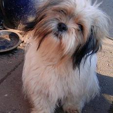 Lhasa apso kascha
