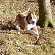 Blanding af racer (am.staff/bull) *Lexi*