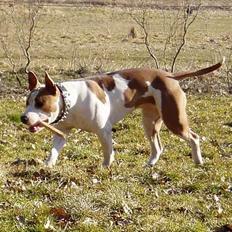 Blanding af racer (am.staff/bull) *Lexi*