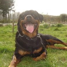 Rottweiler Otto
