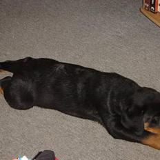 Rottweiler Otto