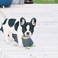 Fransk bulldog gizmo loke