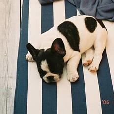 Fransk bulldog gizmo loke