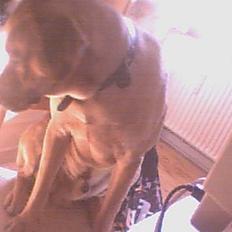 Labrador retriever Thaiger