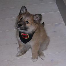 Islandsk fårehund Mysla (udtales "Misla")