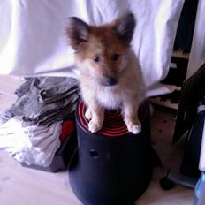 Islandsk fårehund Mysla (udtales "Misla")