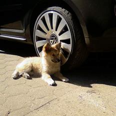 Islandsk fårehund Mysla (udtales "Misla")