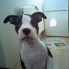 Amerikansk staffordshire terrier Nala (aflivet i 2007)