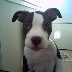 Amerikansk staffordshire terrier Nala (aflivet i 2007)