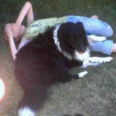 Collie langhåret Bamse