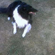 Collie langhåret Bamse