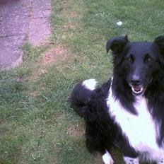 Collie langhåret Bamse