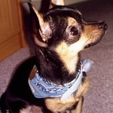 Chihuahua Chucky *R.I.P*