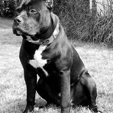 Amerikansk staffordshire terrier Pain