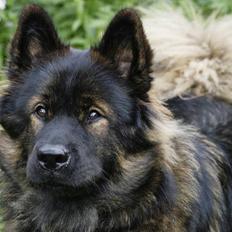 Eurasier Ankerstjernes C-Anouk