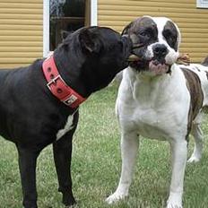 Amerikansk staffordshire terrier Pain