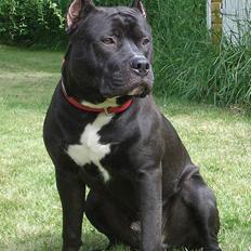 Amerikansk staffordshire terrier Pain