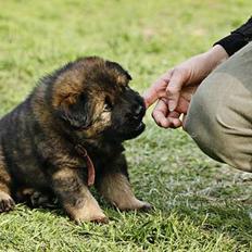 Eurasier Ankerstjernes C-Anouk