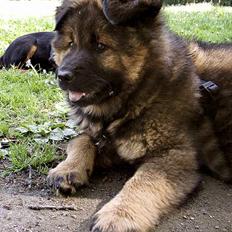 Eurasier Ankerstjernes C-Anouk