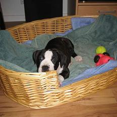 Amerikansk staffordshire terrier Vito Corleone